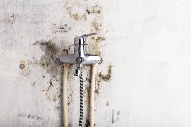 Best Professional Mold Removal  in Mccullom Lake, IL