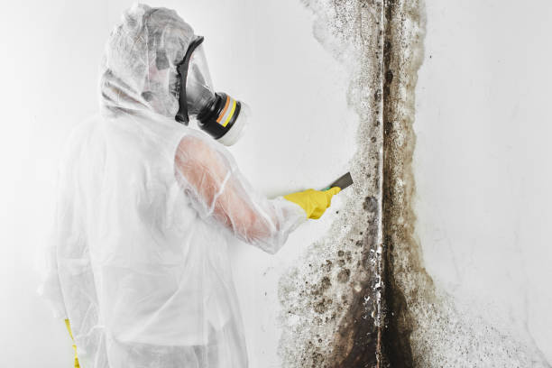 Best Commercial Mold Removal  in Mccullom Lake, IL
