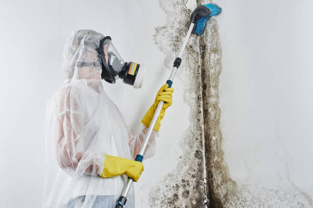 Best Local Mold Removal Service  in Mccullom Lake, IL