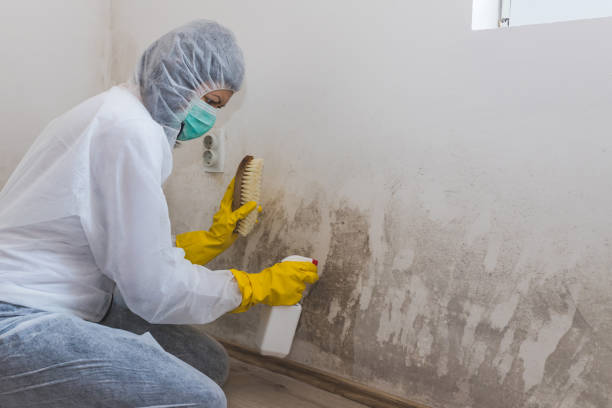 Best Residential Mold Removal  in Mccullom Lake, IL