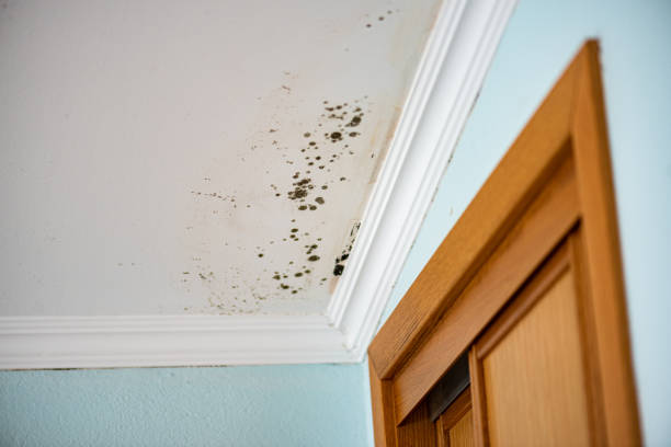 Mold Testing and Removal in Mccullom Lake, IL