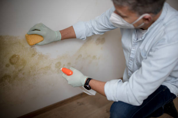 Best Black Mold Removal  in Mccullom Lake, IL
