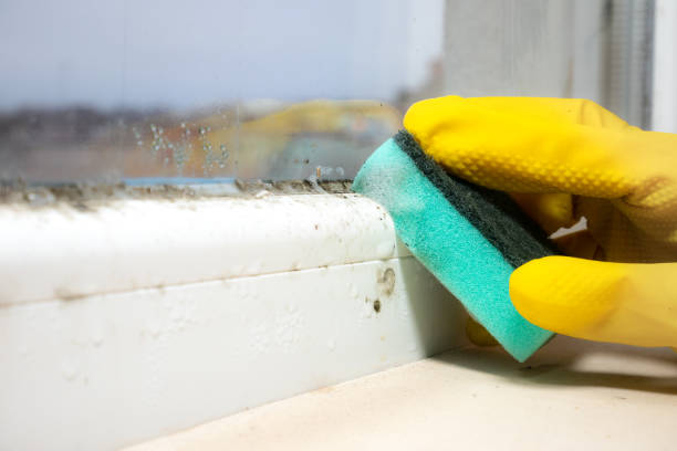 Best Toxic Mold Removal  in Mccullom Lake, IL