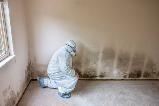 Attic Mold Removal in Mccullom Lake, IL
