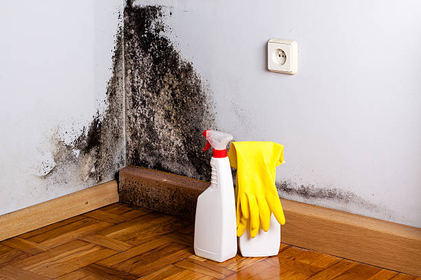 Best Mold Removal Process  in Mccullom Lake, IL