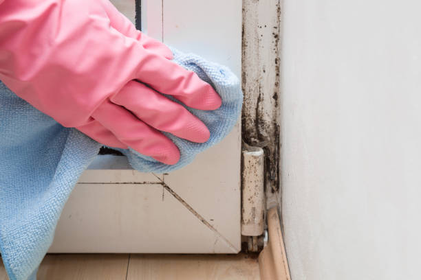 Best Office Mold Removal Services  in Mccullom Lake, IL