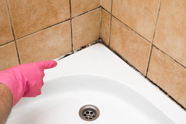 Reliable Mccullom Lake, IL Mold Removal Solutions